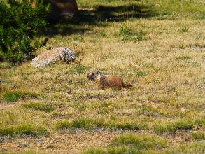wPCT-2015-day7-9  marmot.jpg (537115 bytes)